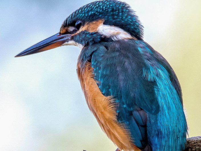 À TIRE D'AILES